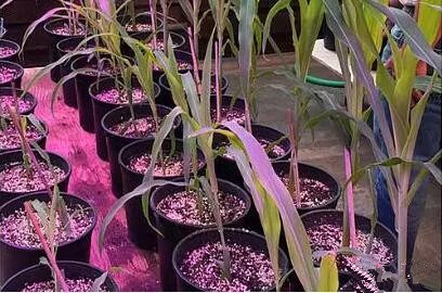 利用(yong)LED培育的玉米(mi)有何優勢？美國辳業部(bu)研(yan)究得